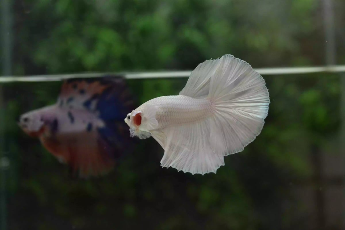 Ikan Cupang Halfmoon White