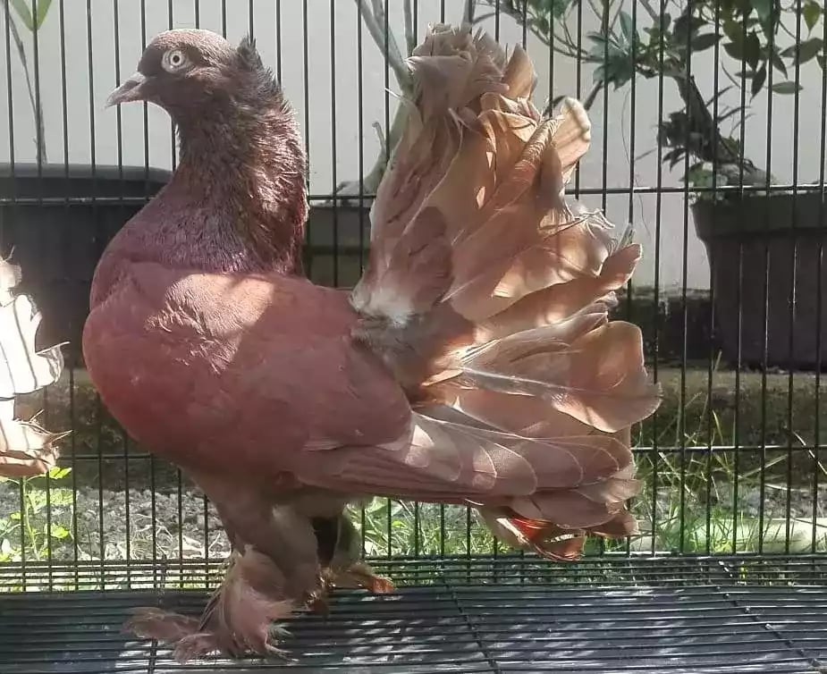 Burung Merpati Kipas