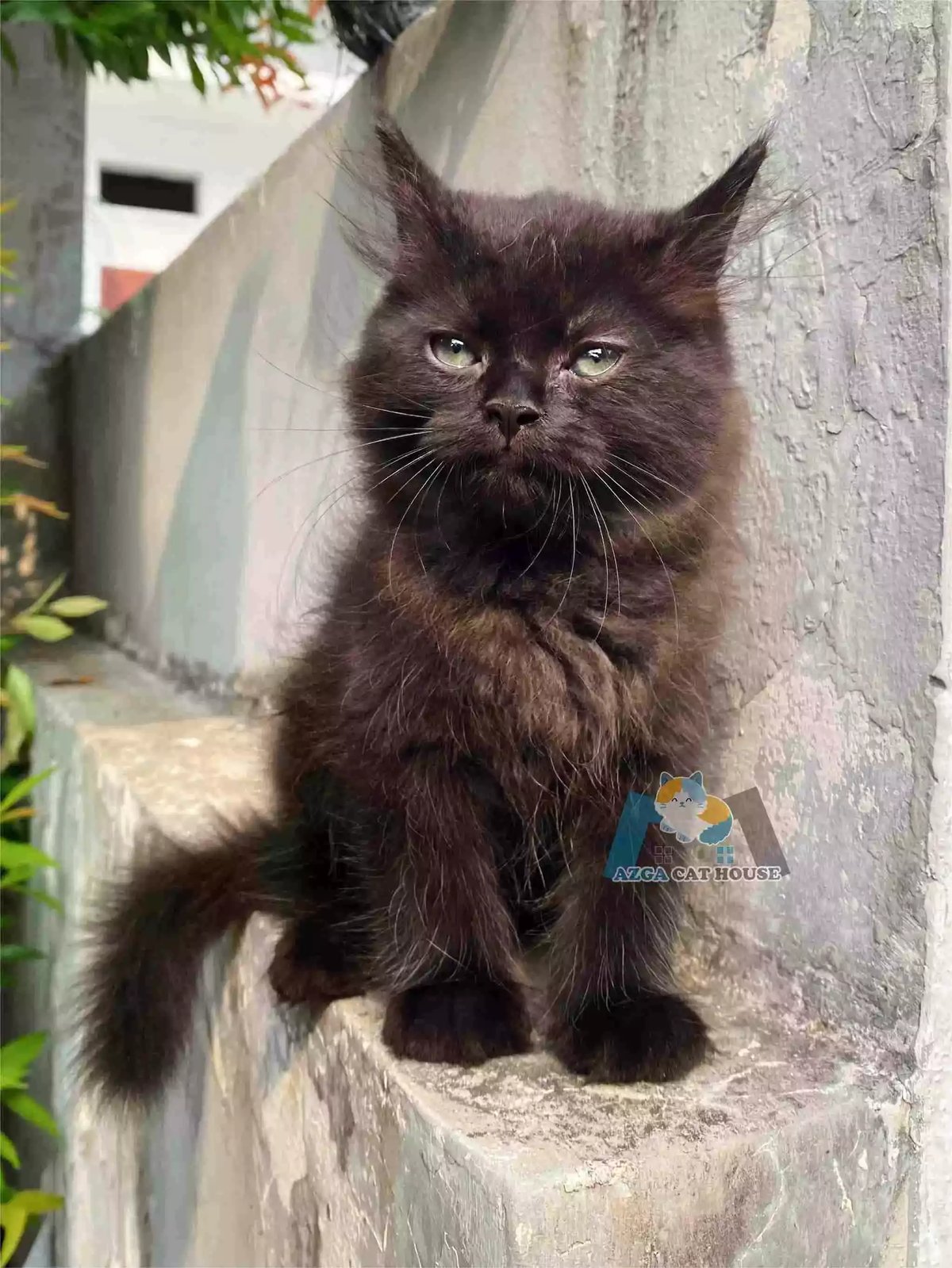 Kucing Persia Hitam Full Longhair Bulu Lebat Aktif