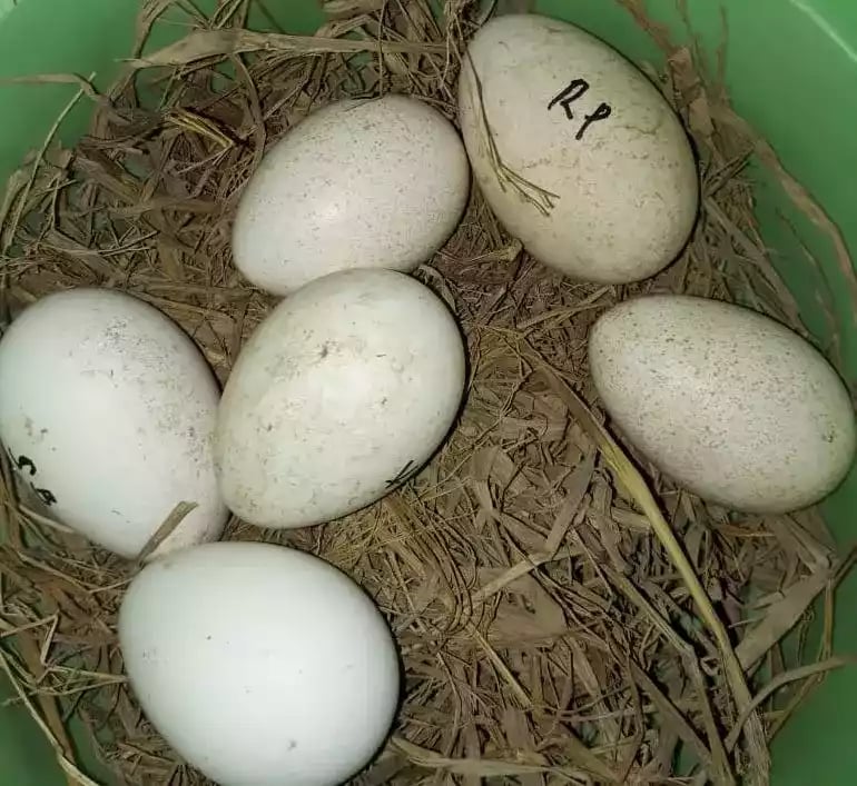 Telur Kalkun White Holland