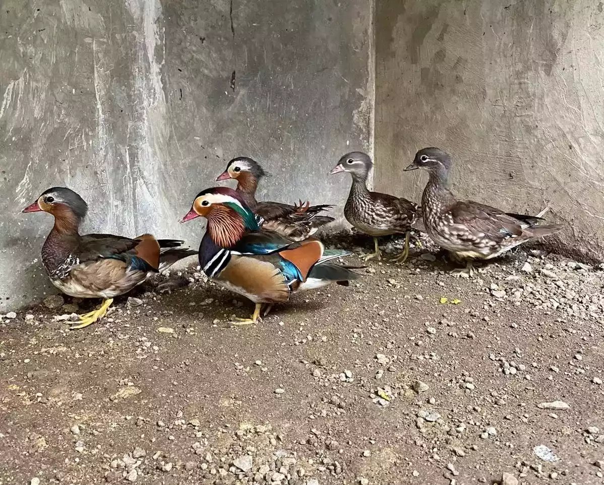Bebek Mandarin