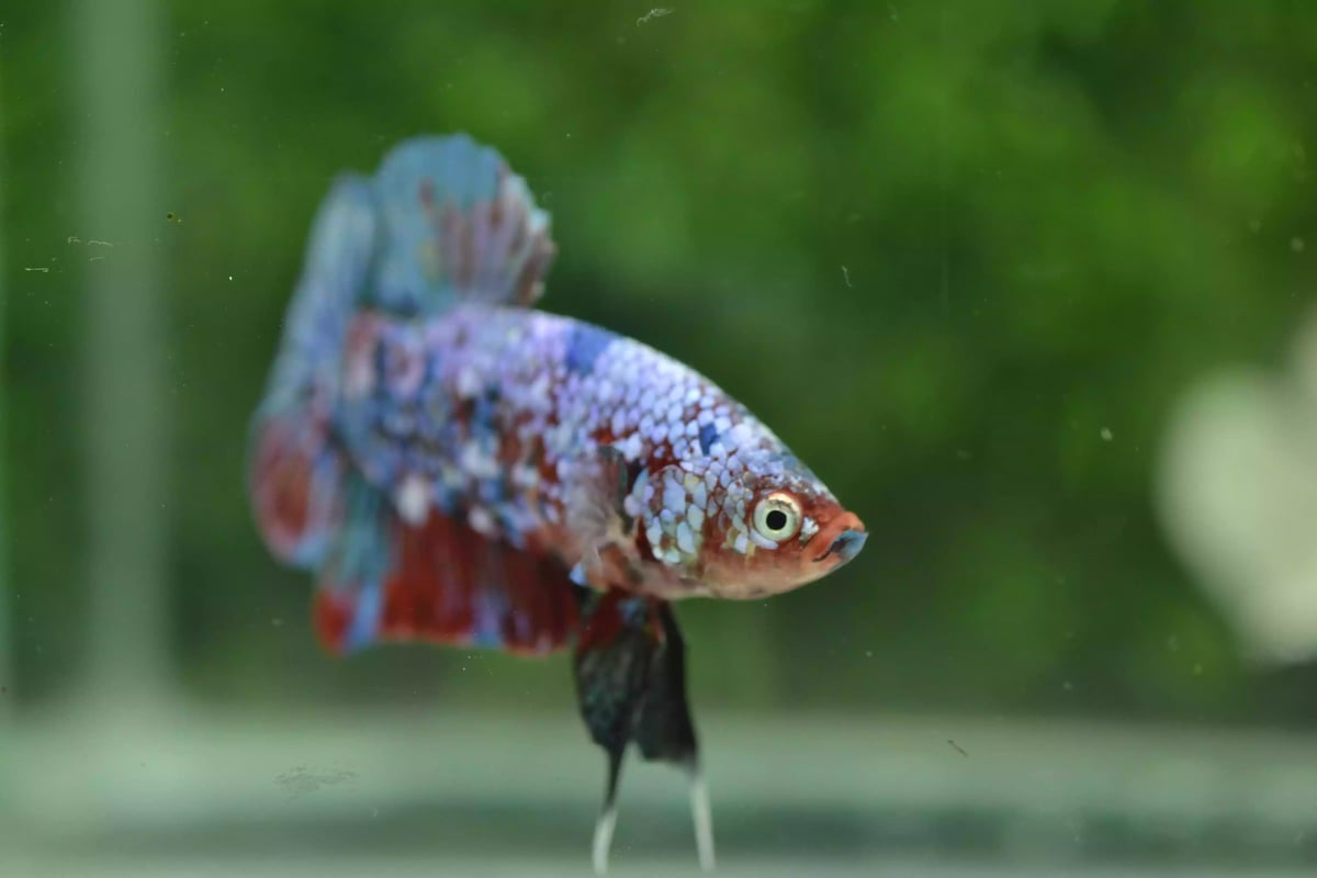 Ikan Cupang Plakat Multicolor