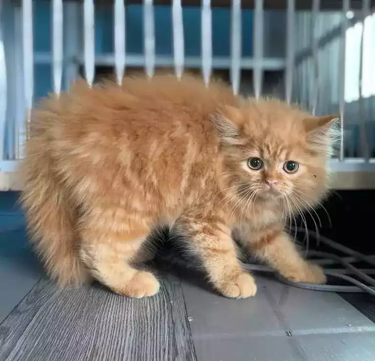 Kucing Persia Oren