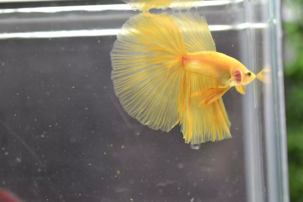 Ikan Cupang Halfmoon Yellow