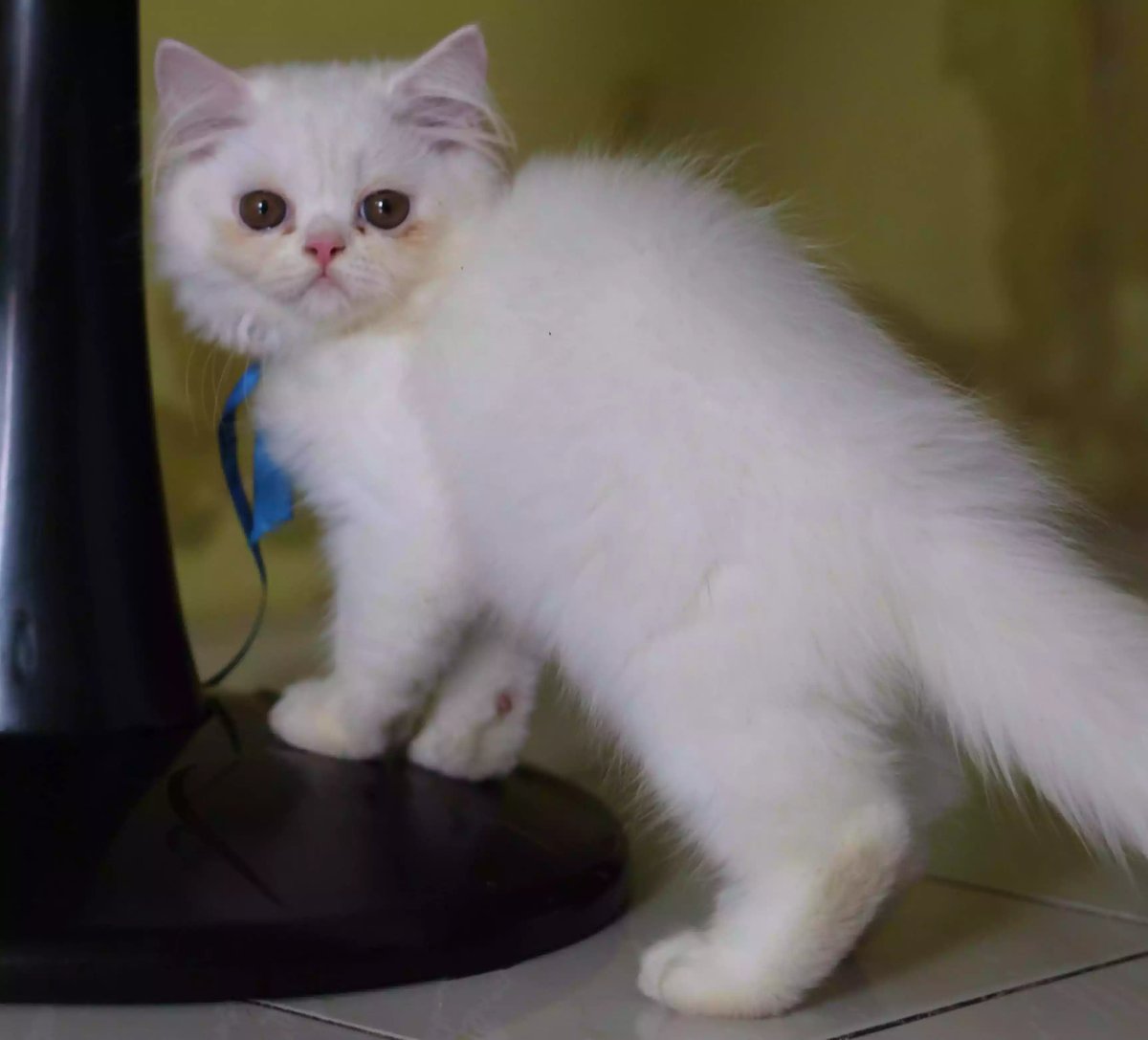 Kucing Persia Flatnose
