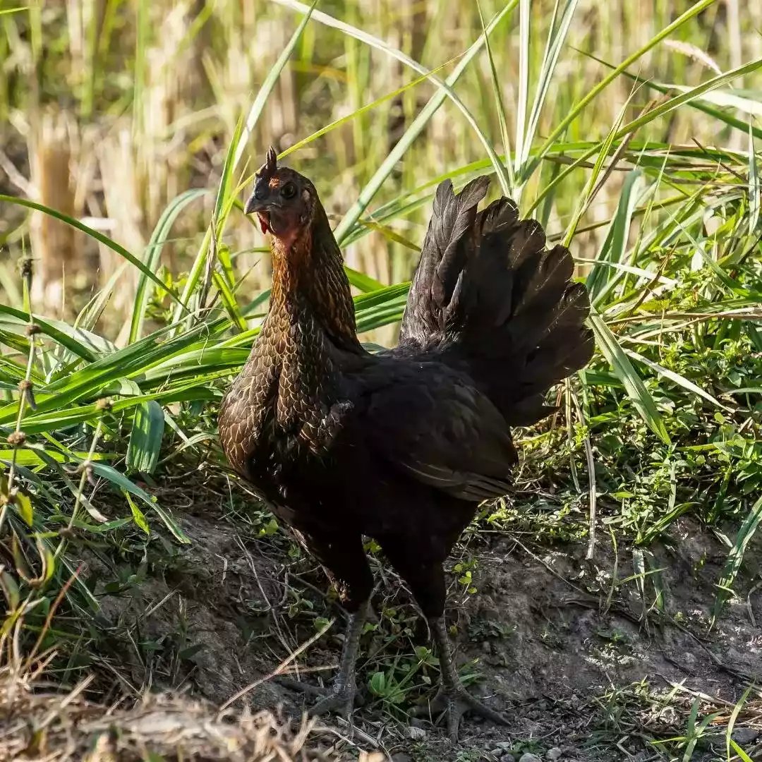 DOC Ayam Kampung Asli