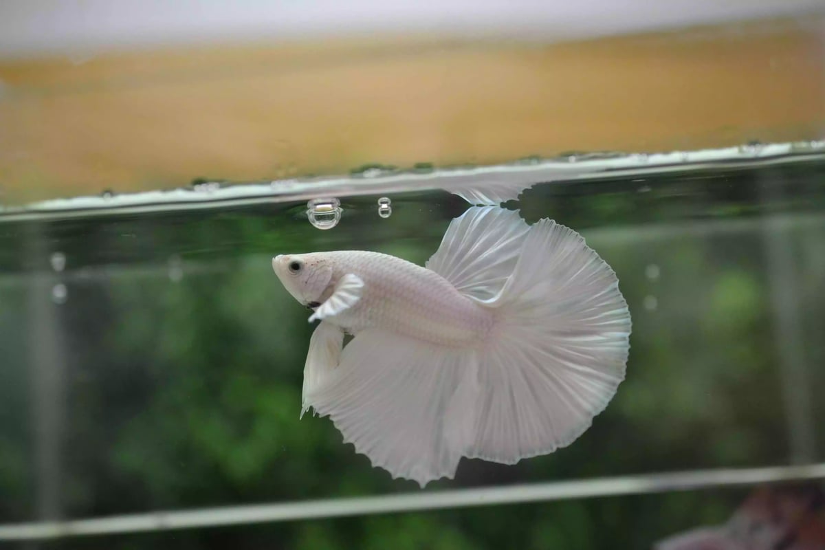 Ikan Cupang Halfmoon White