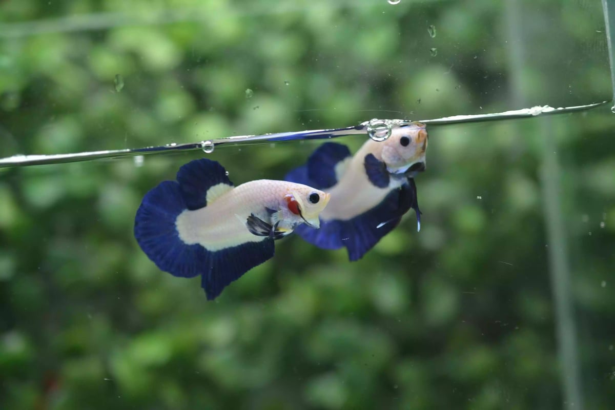 Ikan Cupang Plakat Bluerim
