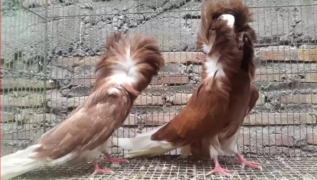 Burung Merpati Jacobin