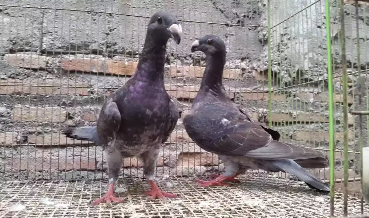 Burung Merpati English Carrier