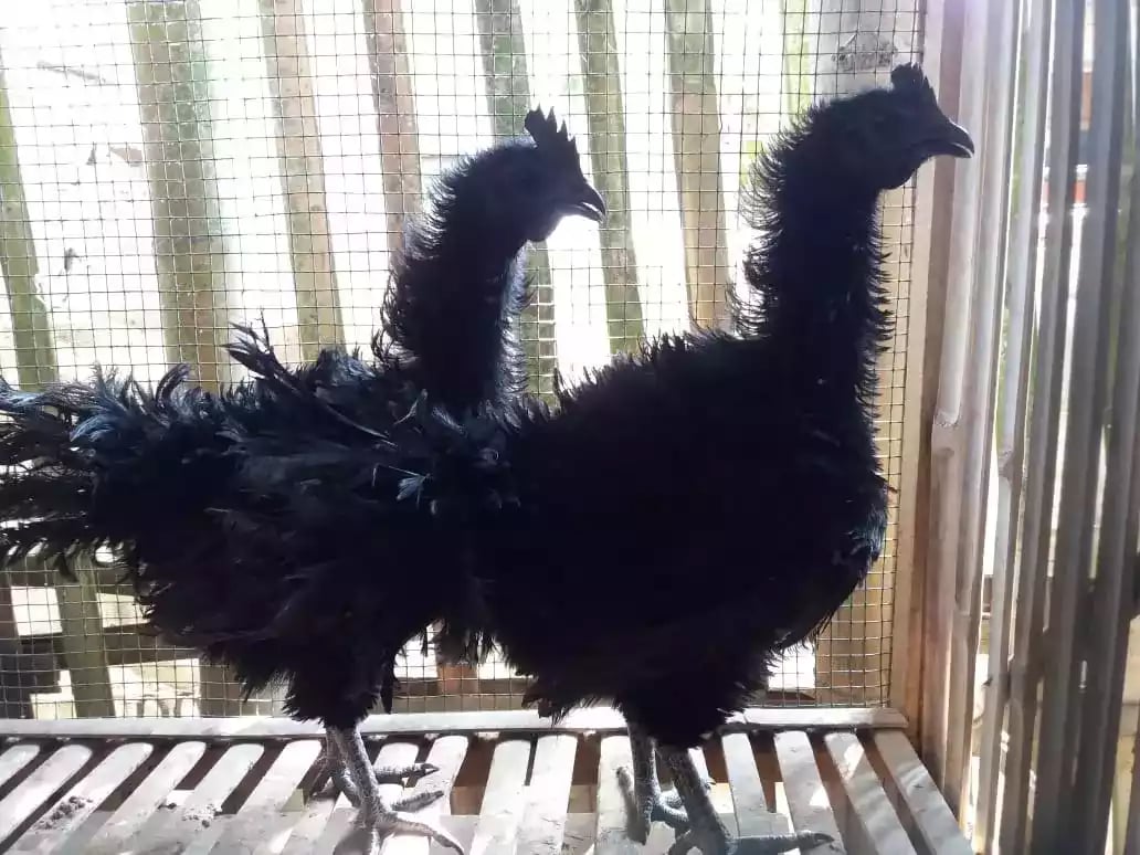 Ayam Cemani Walik