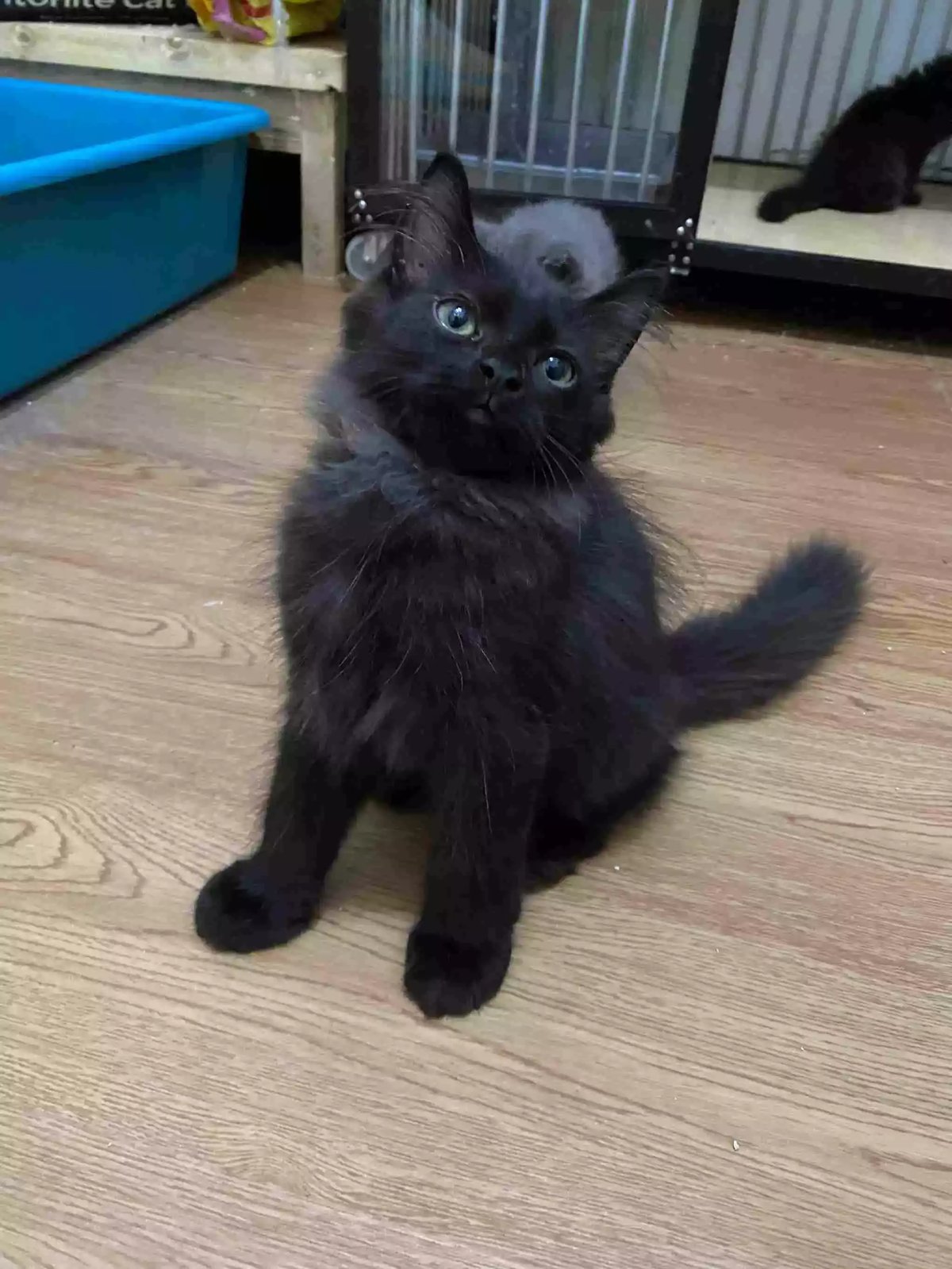 Kucing Persia Hitam Smoke Gelap Bulu Lebat Aktif