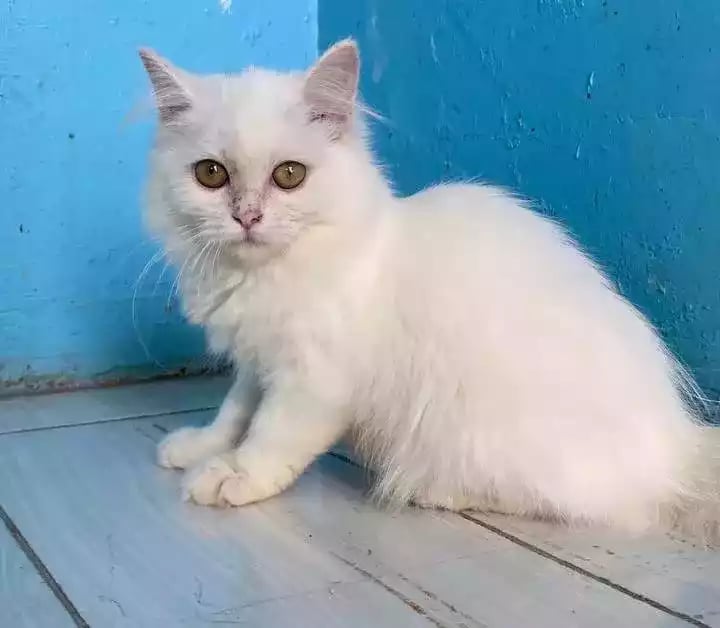 Kucing Persia Putih