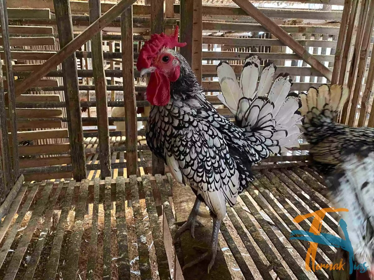 Ayam Sebright (Batik Itali)
