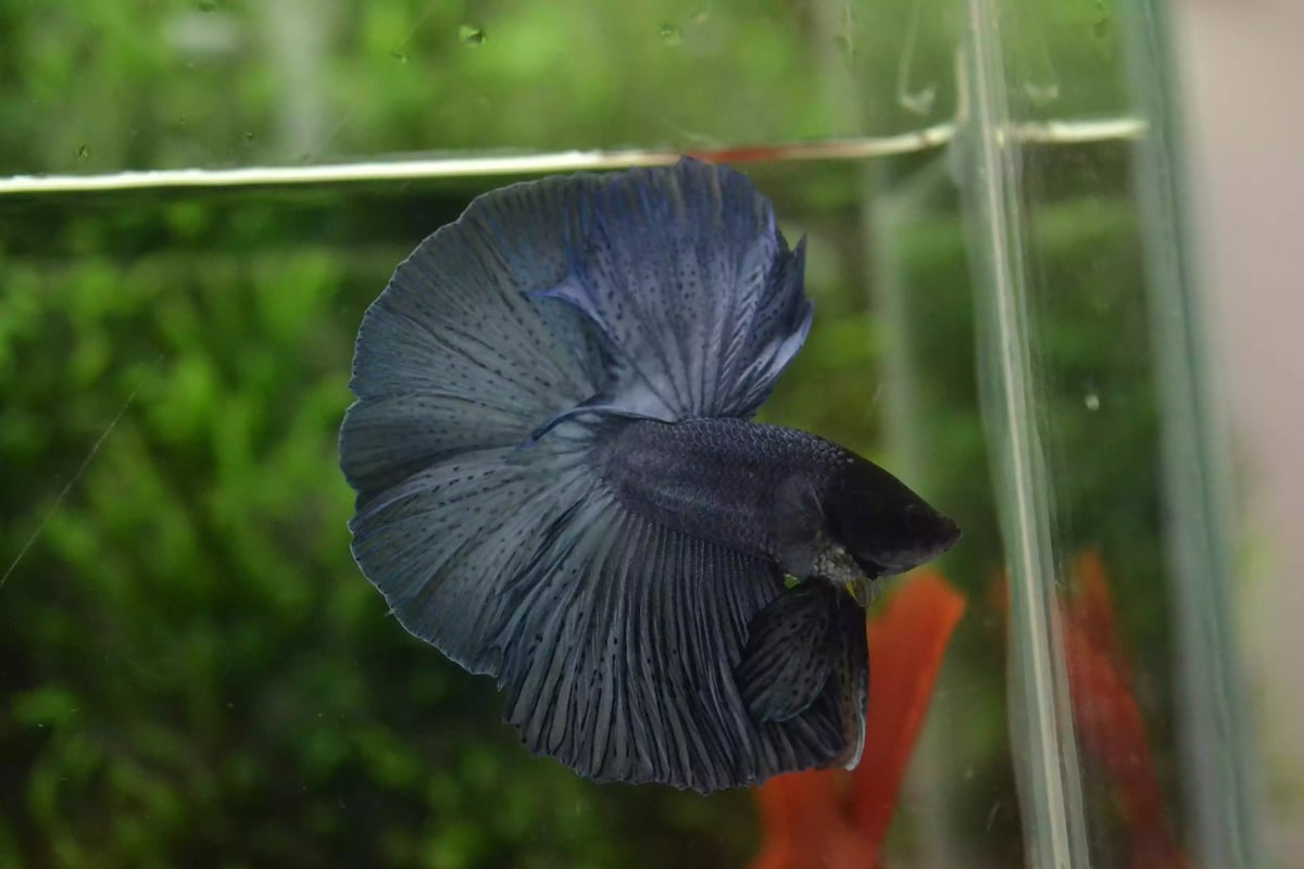 Ikan Cupang Halfmoon Blue Black Head
