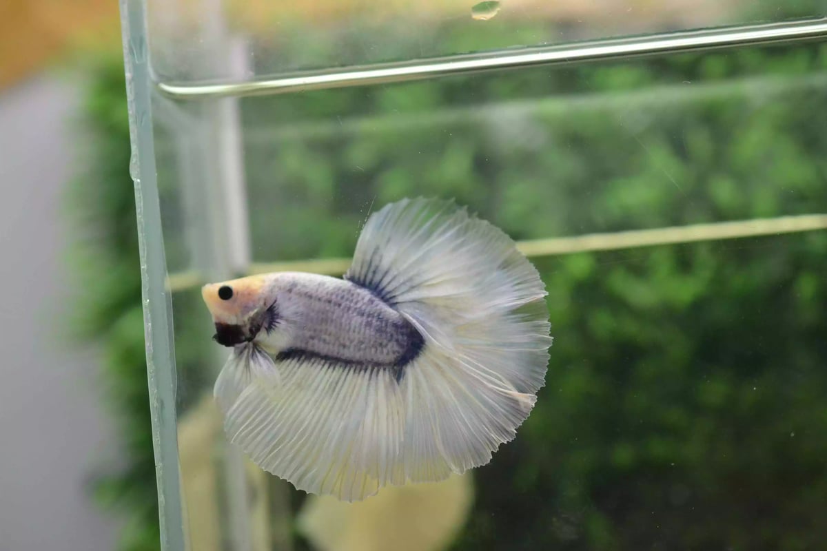 Ikan Cupang Halfmoon Grizle