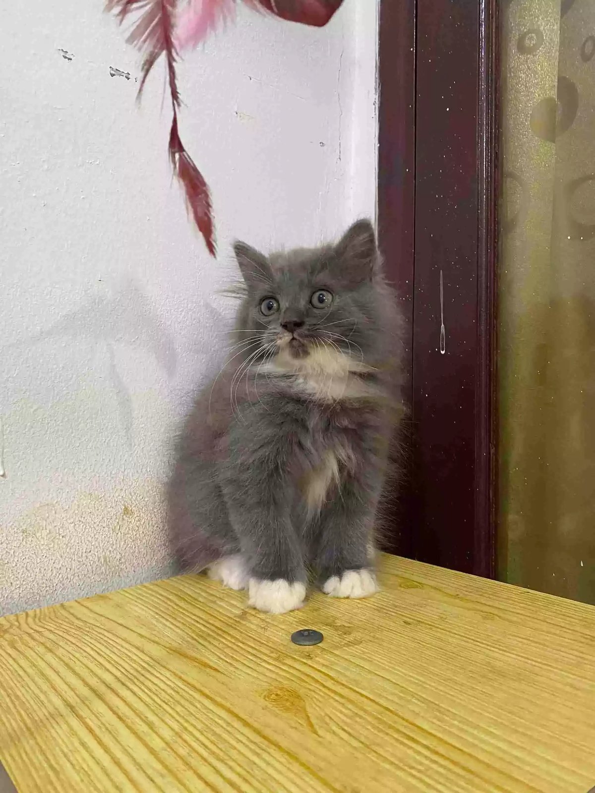 Kucing Persia Abu Abu Putih Gelap Bulu Lebat Aktif