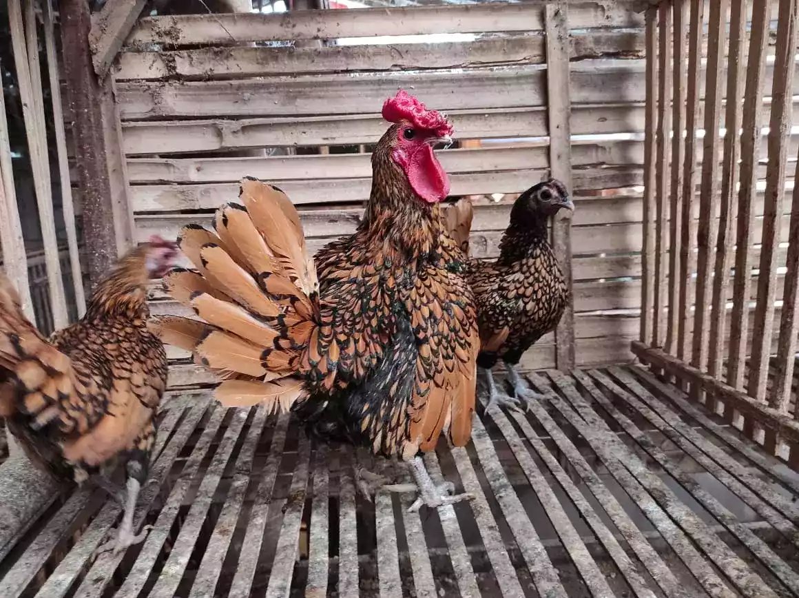 Ayam Sebright (Batik Kanada)