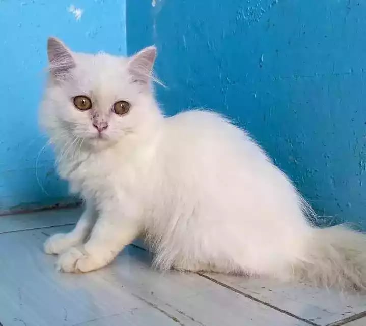 Kucing Persia Putih