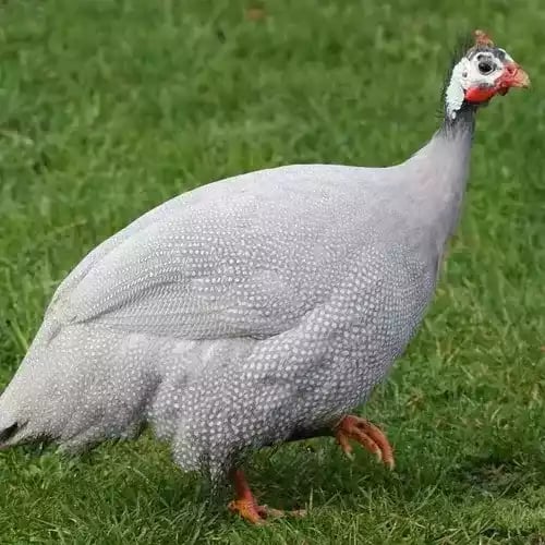 Ayam Mutiara Lavender (Silver)