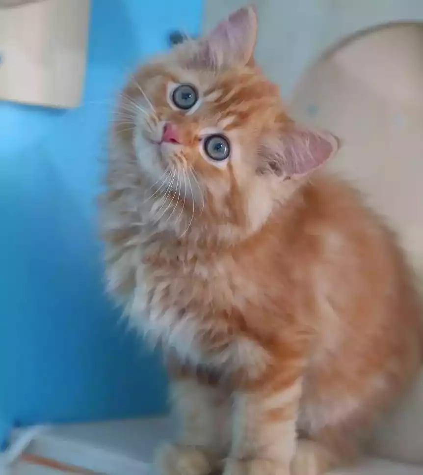 Kucing Persia Oren