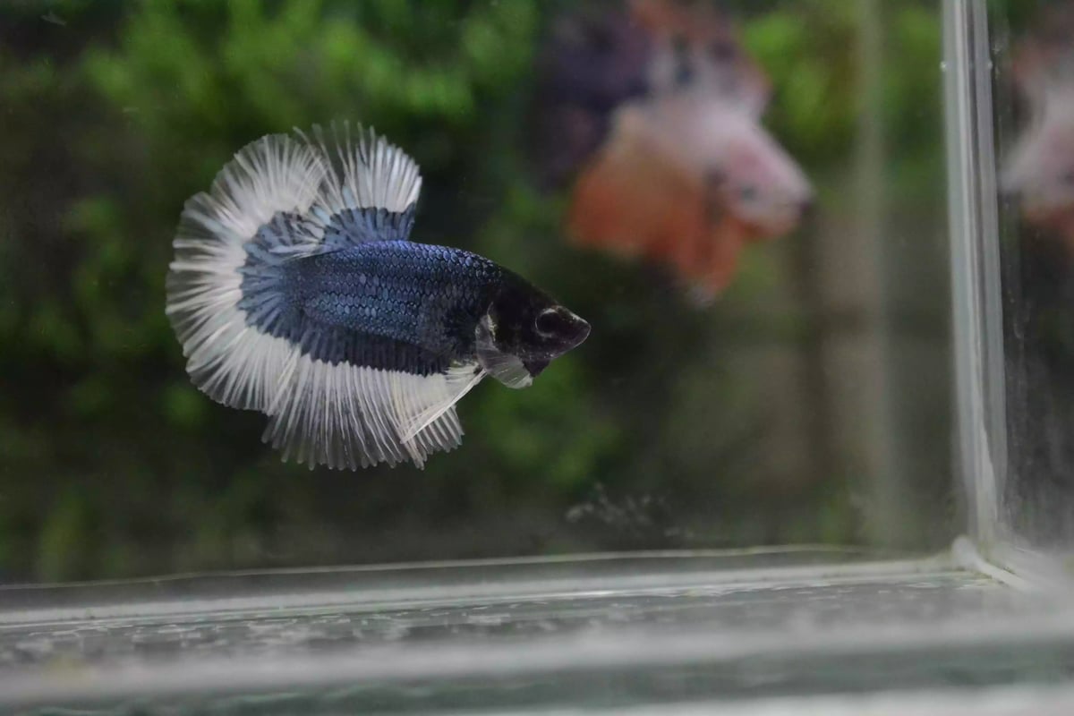 Ikan Cupang Halfmoon Combi