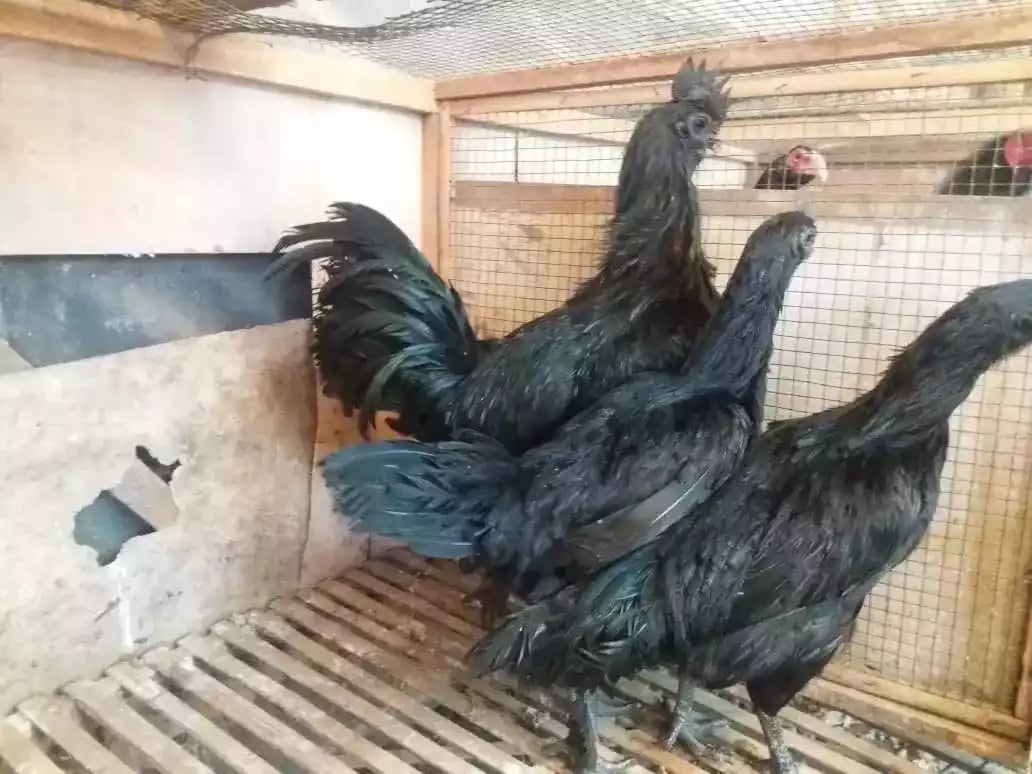 Ayam Cemani