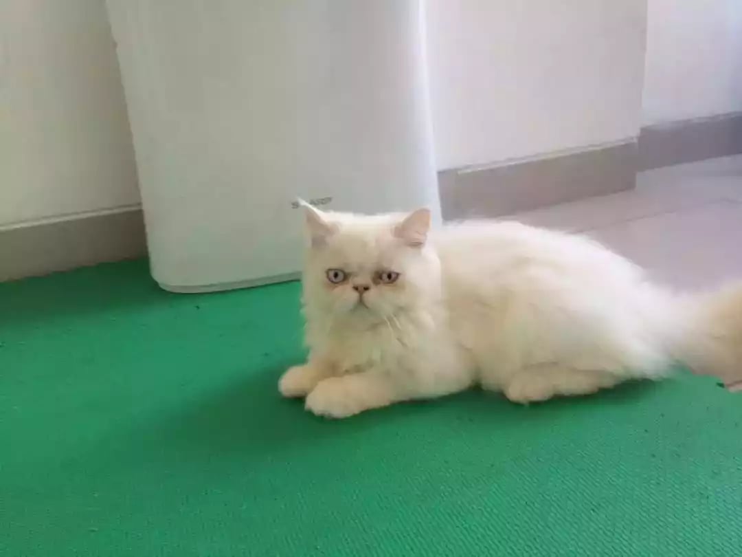 Kucing Persia Peaknose