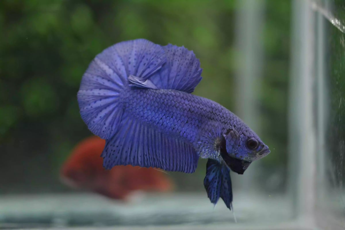 Ikan Cupang Plakat Blue