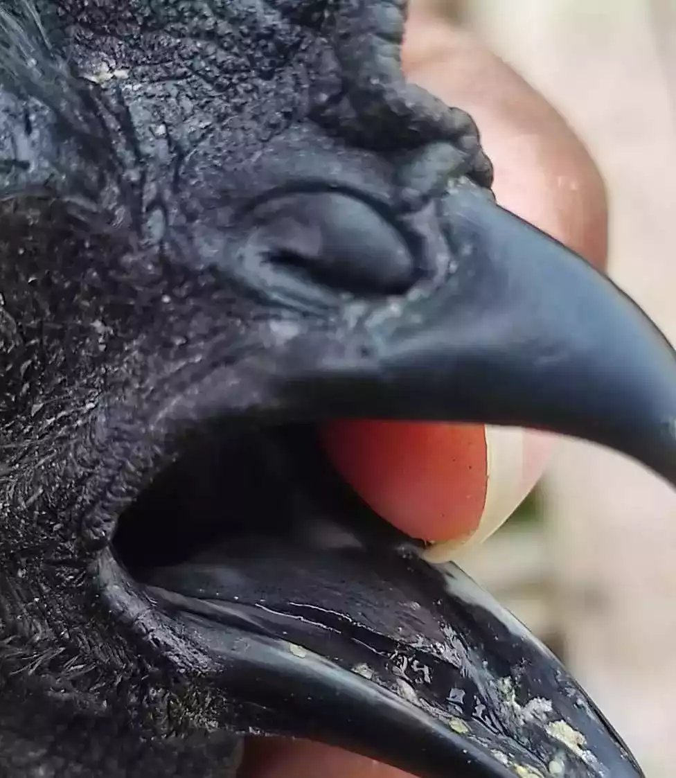 Ayam Cemani Lidah Hitam
