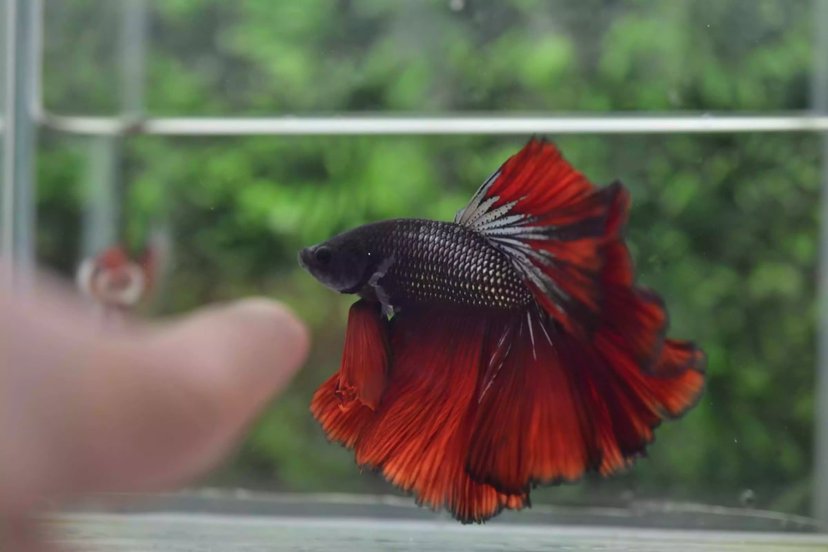 Ikan Cupang Rosetail Red Copper