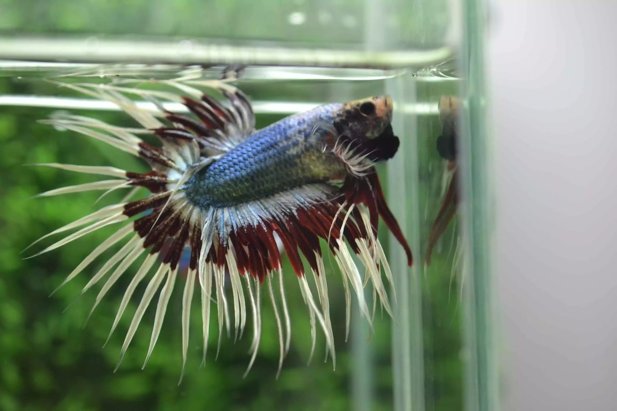 Ikan Cupang Crowntail Butterfly