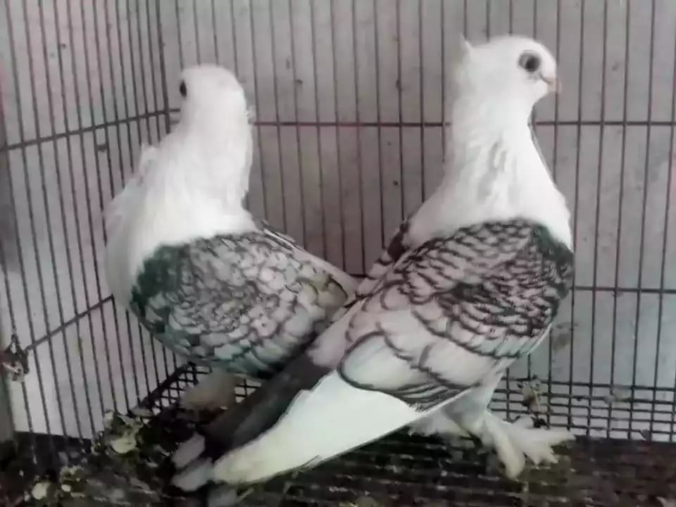 Burung Merpati Sattinet