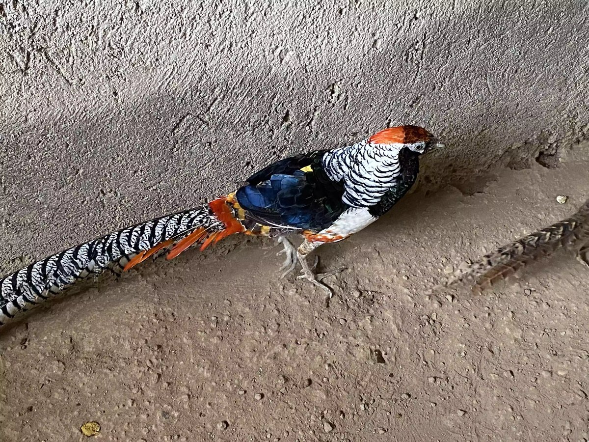 Lady Amherst's Pheasant
