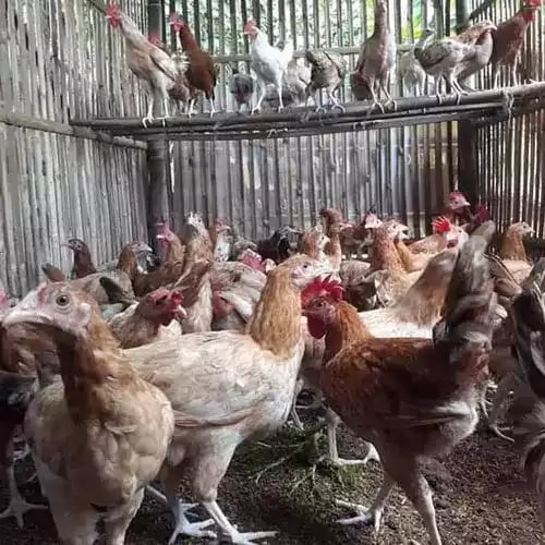 DOC Ayam Elba