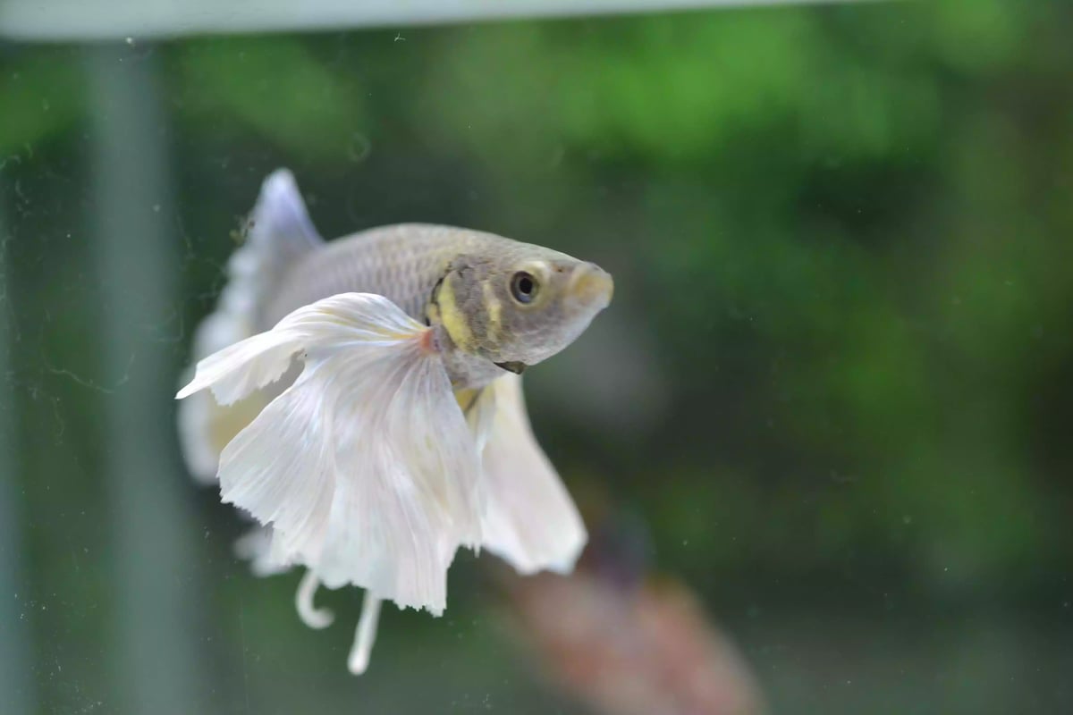 Ikan Cupang Dumbo Ear