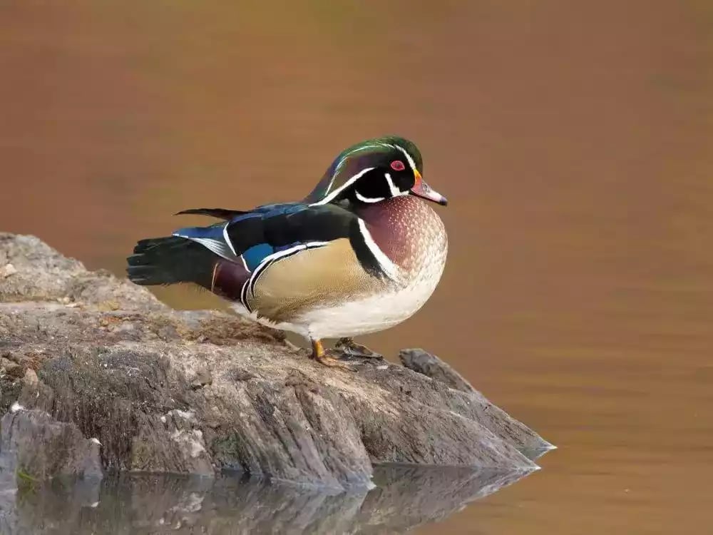 Bebek Caroline (Wood / Kayu)
