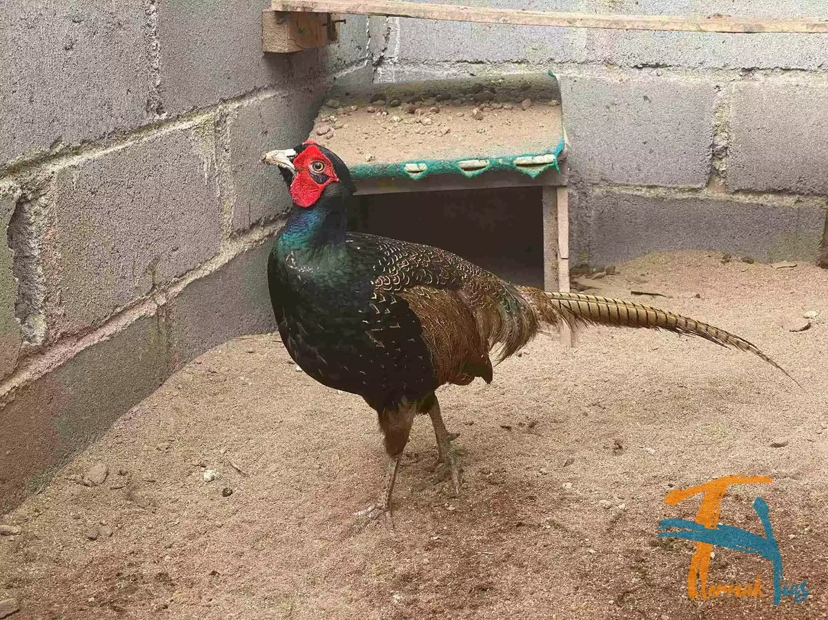 Ringneck Pheasant Hijau