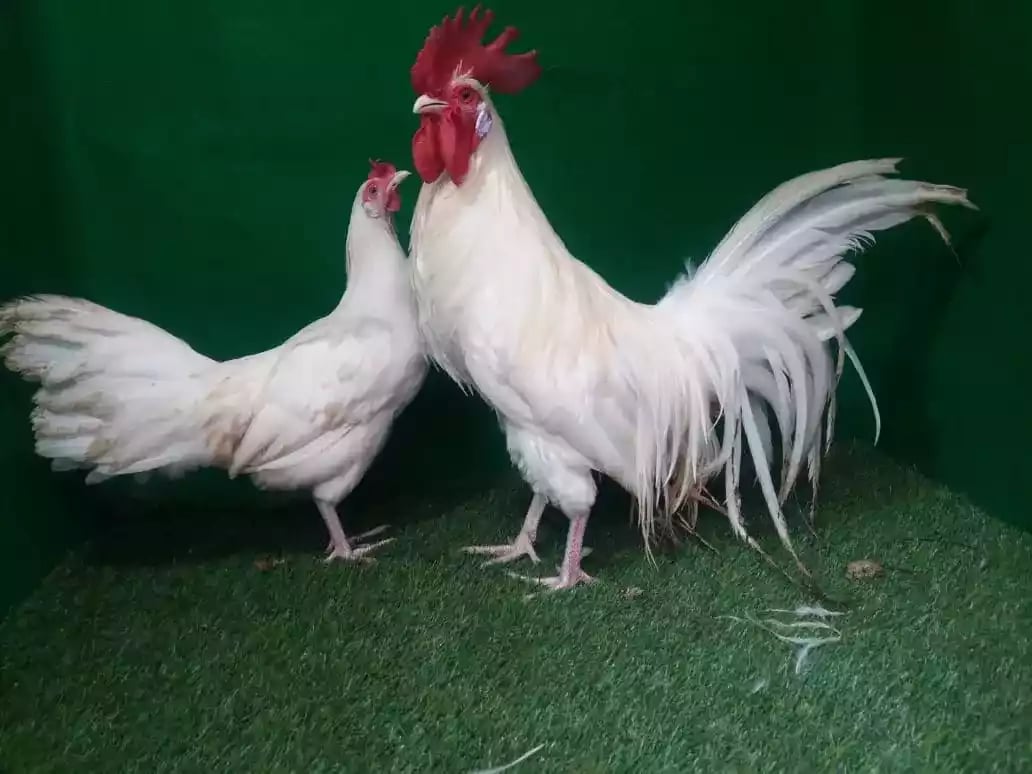 Ayam Onagadori