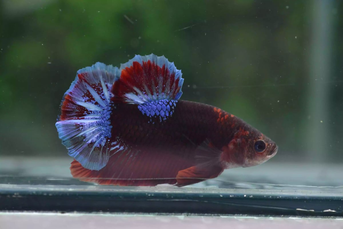 Ikan Cupang Plakat Line Hellboy