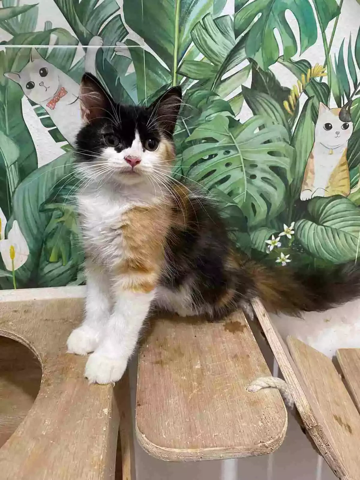 Kucing Persia Calico Bulu Lebat Aktif Lucu