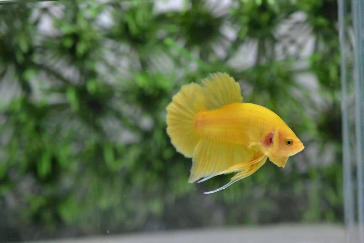 Ikan Cupang Plakat Yellow Solid