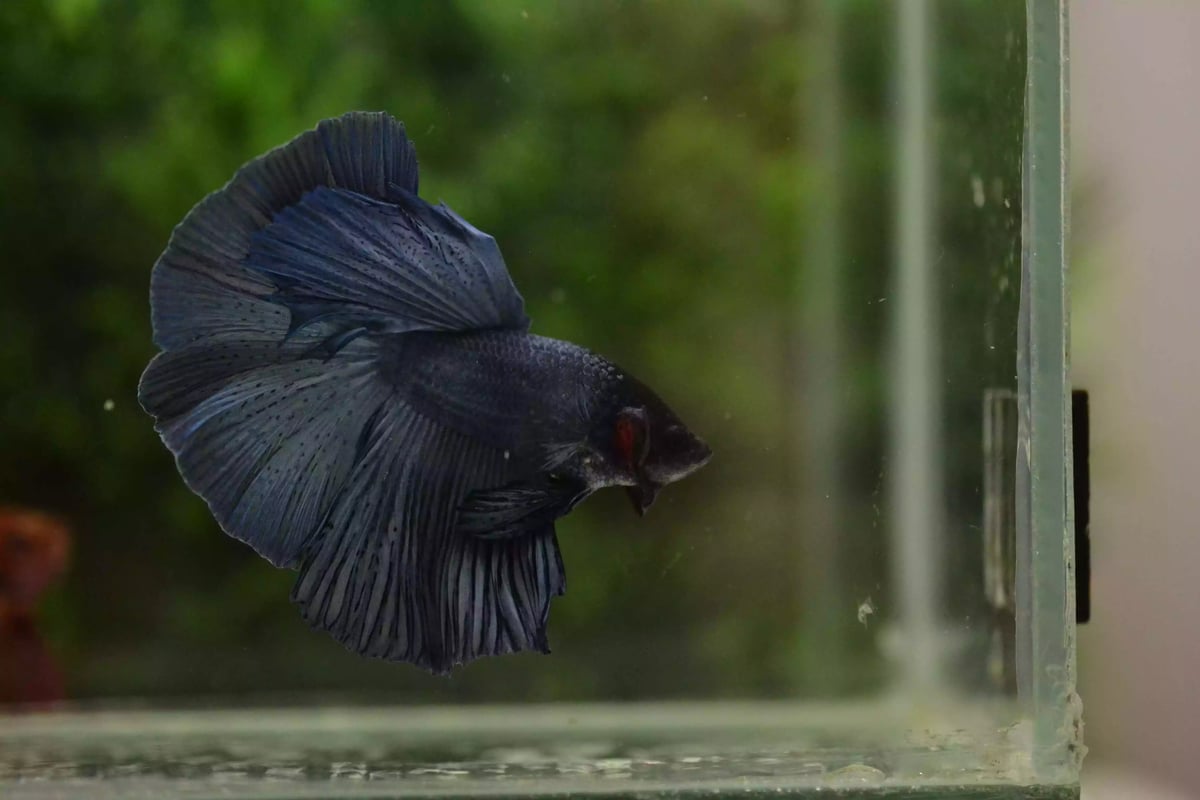 Ikan Cupang Halfmoon Blue Black Head