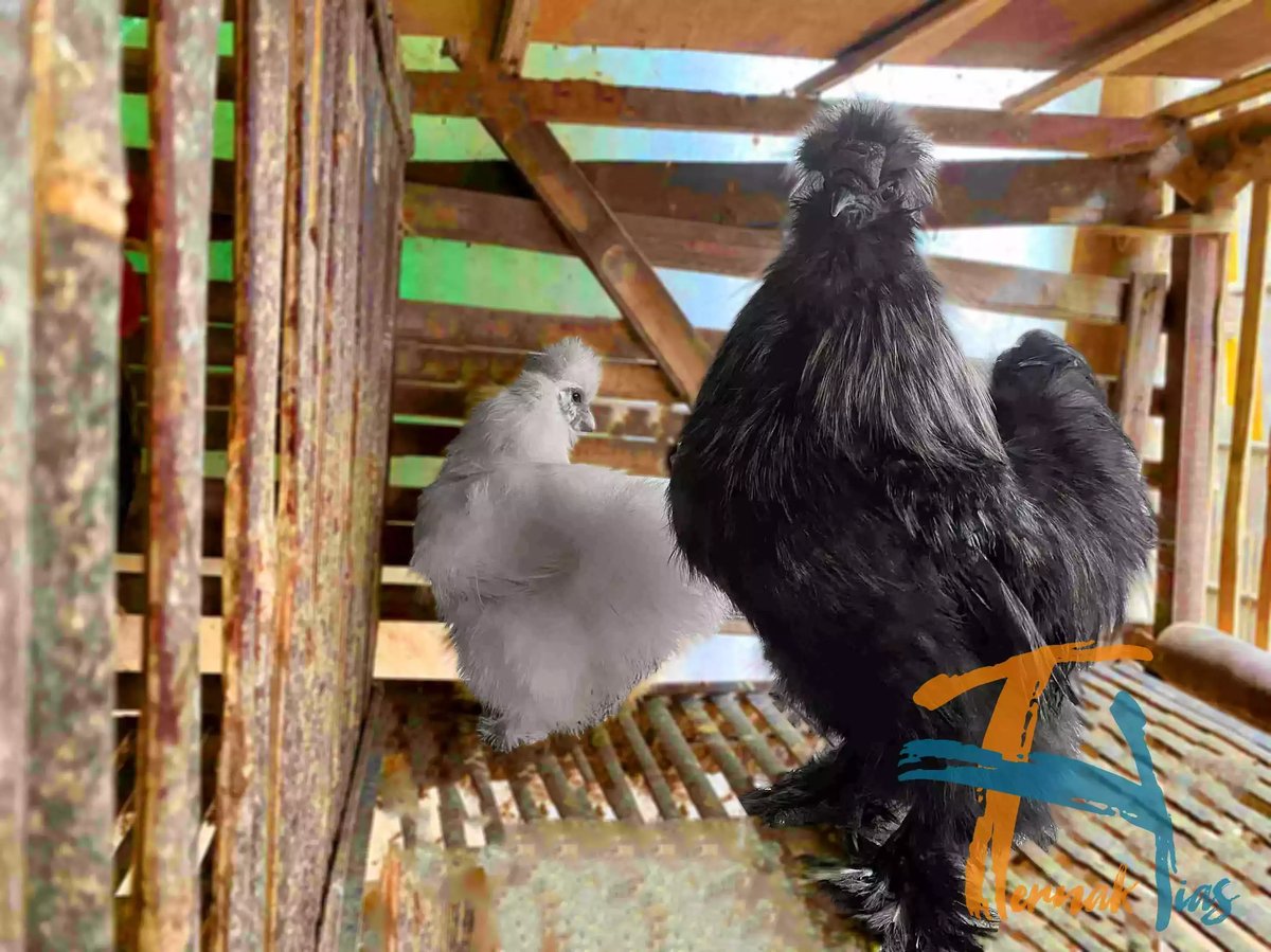 Ayam American Silkie
