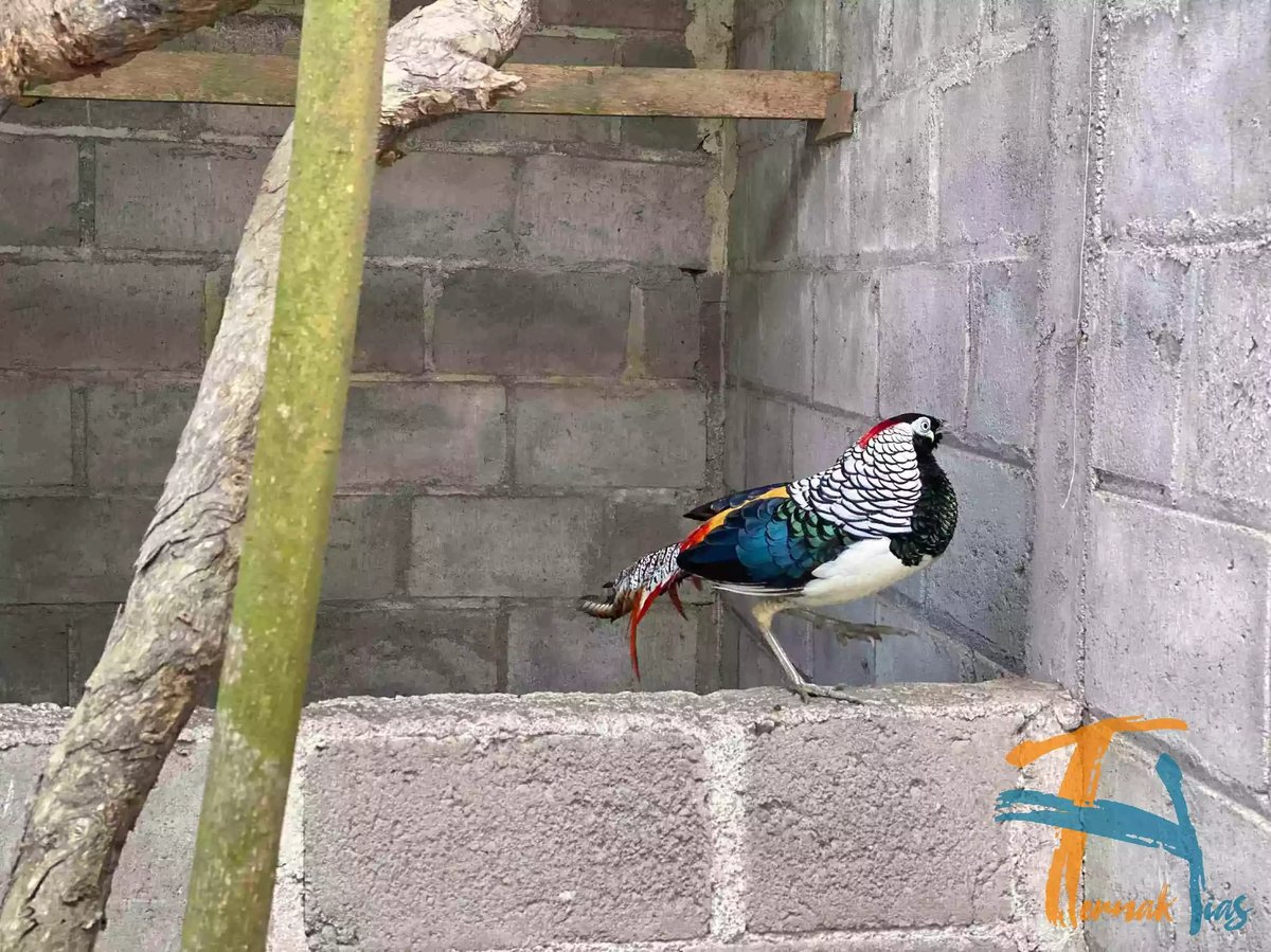 Lady Amherst's Pheasant