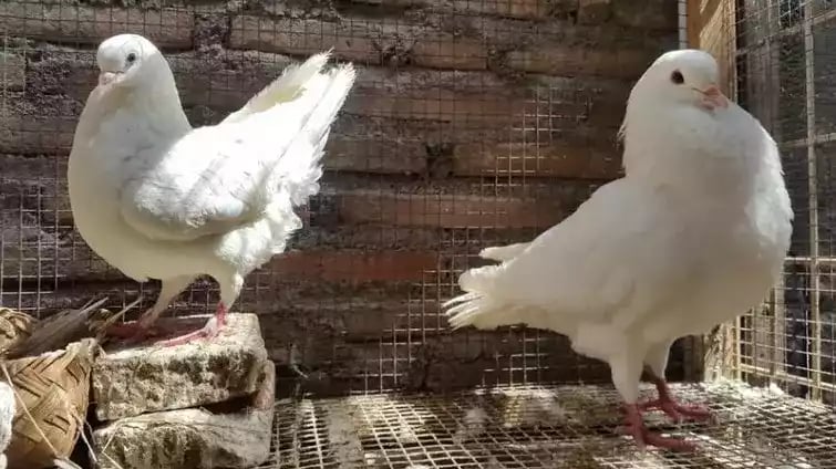 Burung Merpati King Jumbo