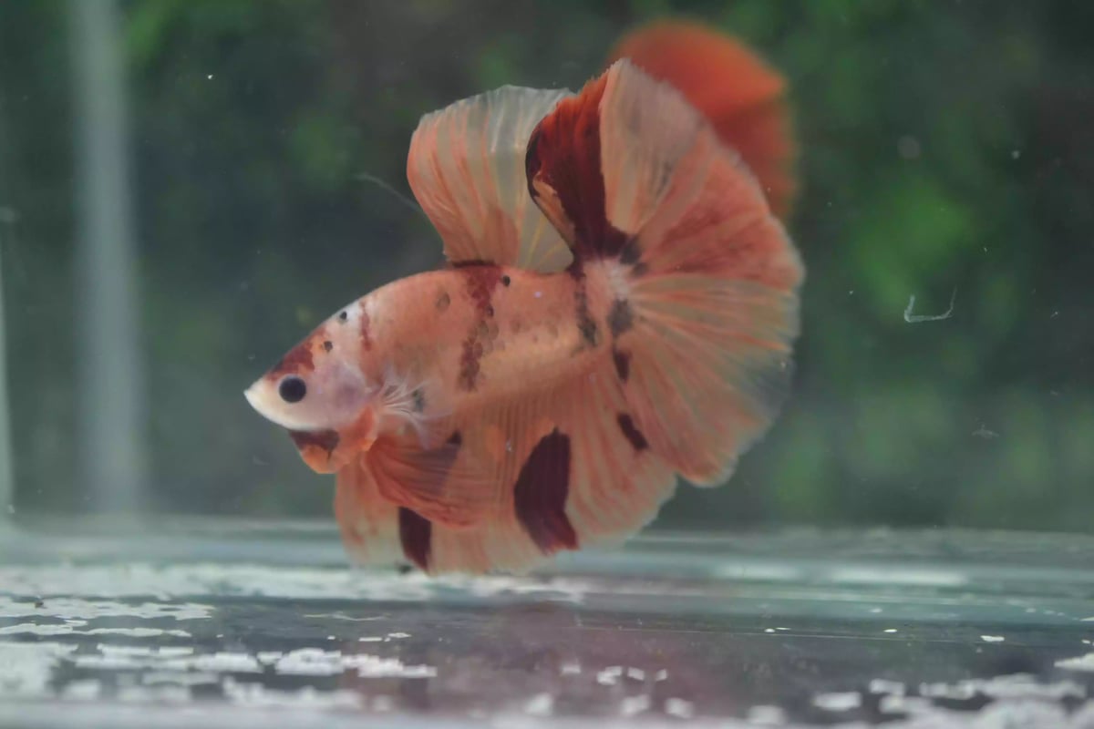 Ikan Cupang Halfmoon Nemo