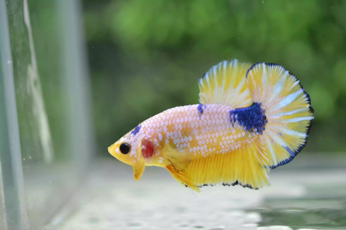 Ikan Cupang Plakat Yellow Fancy