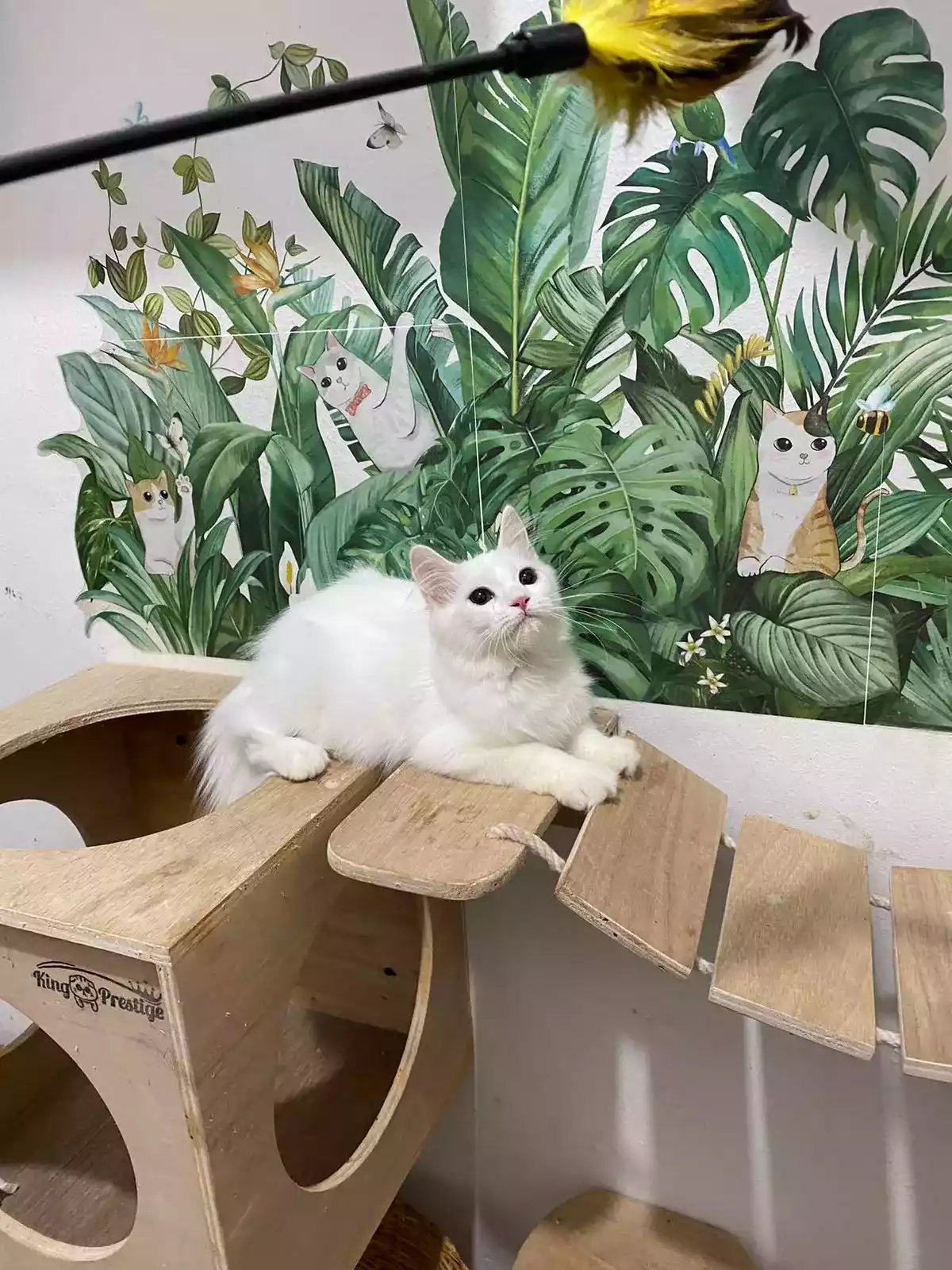 Kucing Persia Putih Bersih Bulu Lebat Aktif