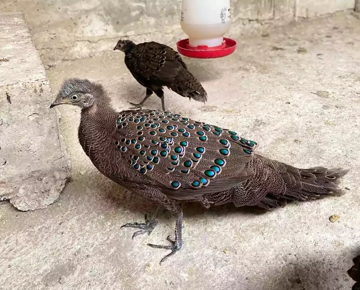 Grey Peacock Pheasant